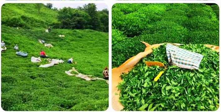 ÇAY ÜRETİCİLERİ BİRLİĞİ ADI ALTINDA, ÇAYKUR’A YÖNELİK GERÇEK DIŞI YAYINLAR TEPKİ TOPLUYOR