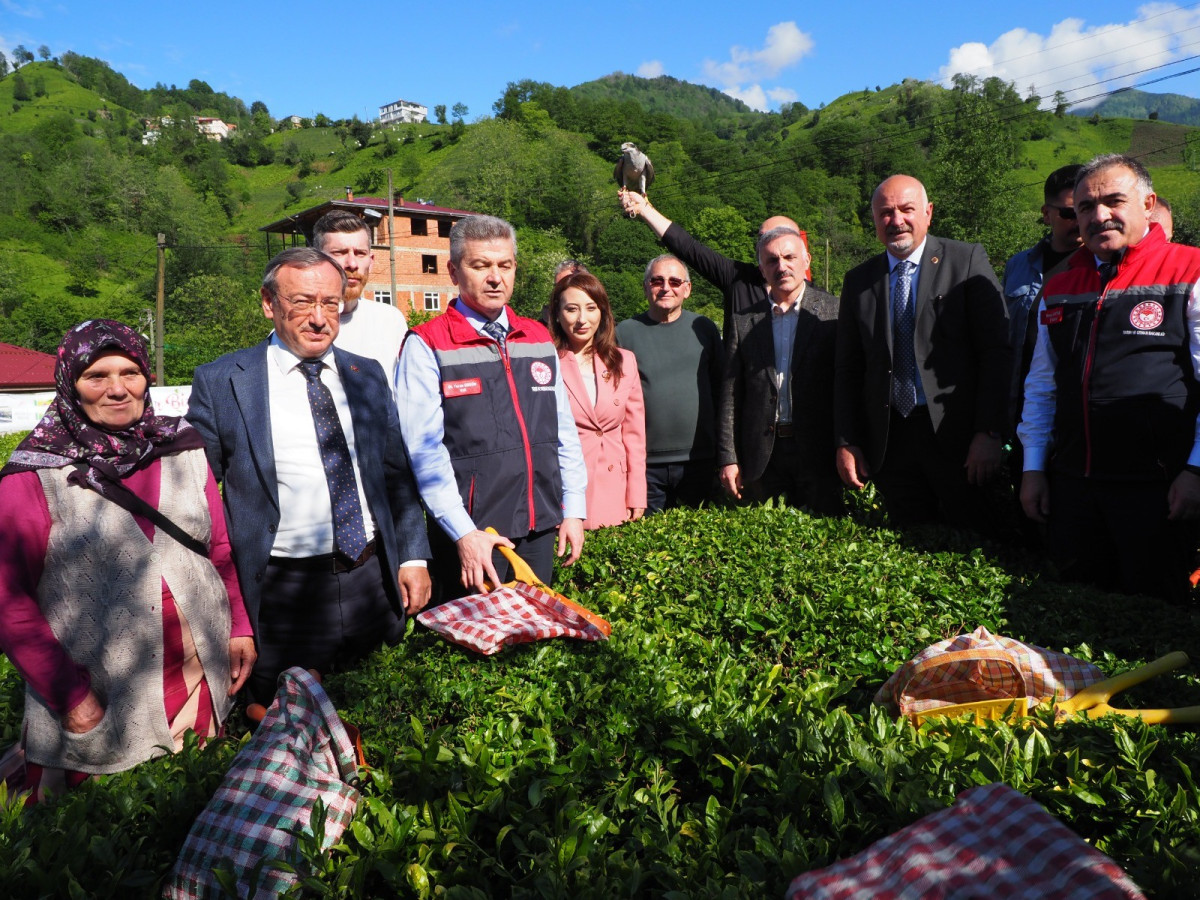 DOĞU KARADENİZ'DE ÇAY HASADI ÇOŞKUSU ARTVİN KEMALPAŞA 'DA DEVAM ETTİ 
